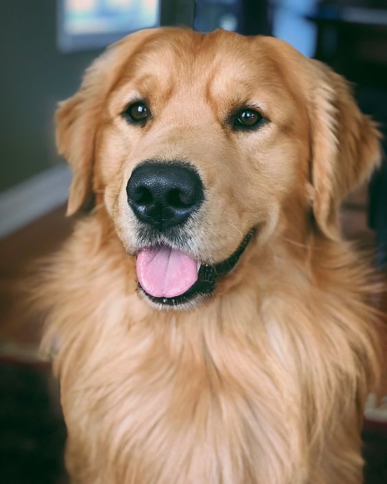 Golden Retriever Dogs Golden Retriever Dogs Golden Puppy
