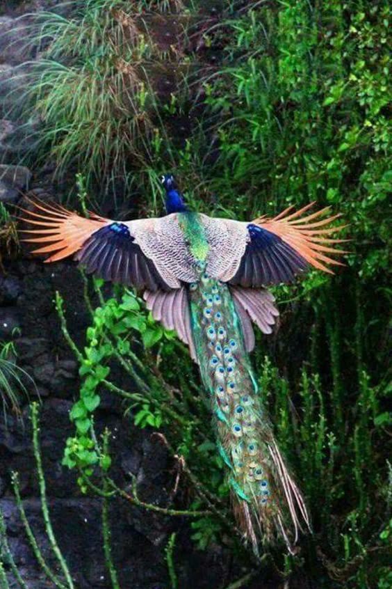 Peacock