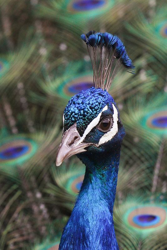 peacock | bird photography #peafowl