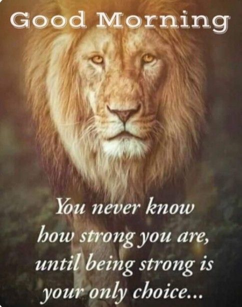 lions-with-good-morning