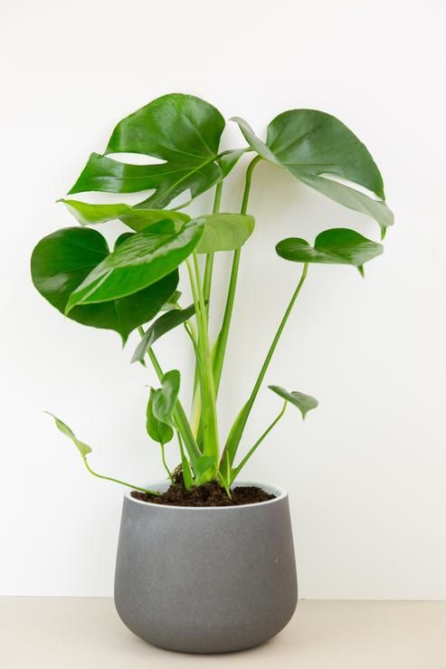 Monstera Deliciosa Plants Hanging Plants Indoor Hanging Plants