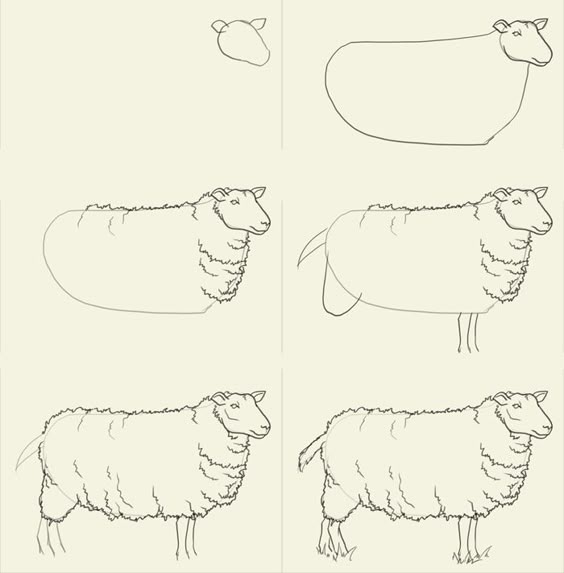 how to draw sheep fartsy pinterest drawings animal and draw animals