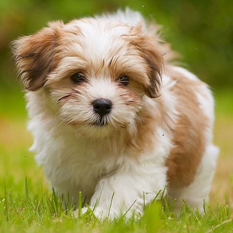 Havanese Intelligent And Funny Havanese Puppies Havanese Dogs Havanese