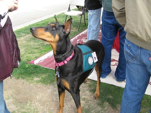 Doberman Pinscher Service Dog Dobermanpinscher Doberman Pinscher