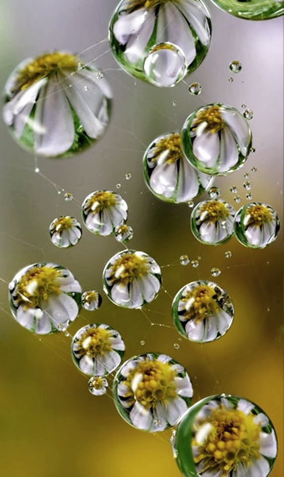 Art- Flowers in raindrops/ digital art