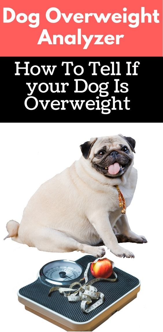 Is My Dog Overweight Easy And Quickly Charts To Know It Dog