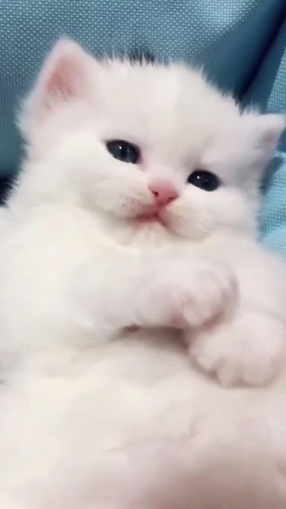 kitten