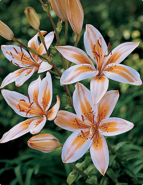 Asiatic Lily \'Orange Electric\' | by pics collector