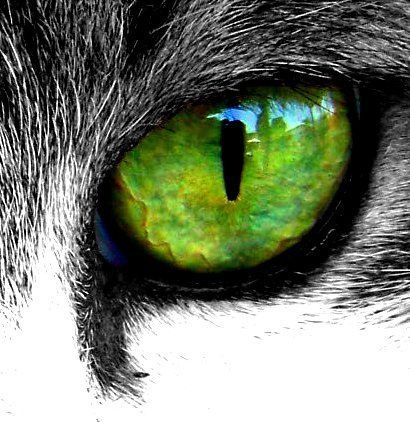 Cat S Eye Beautiful Cats Cute Cats Animals Beautiful