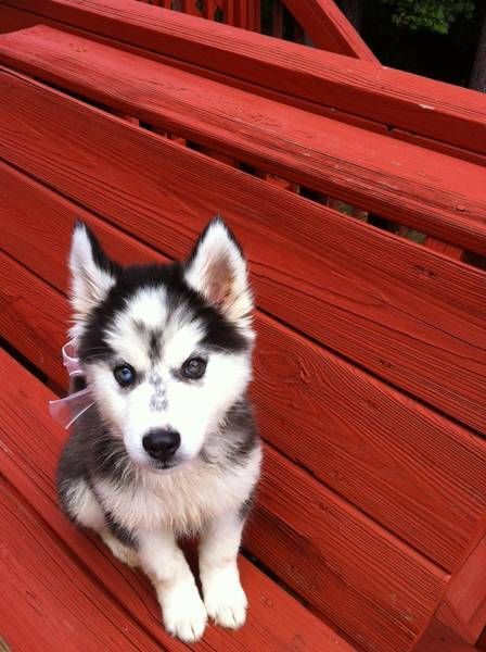 Two Husky Puppies Husky Puppy Siberian Husky Puppies Puppies