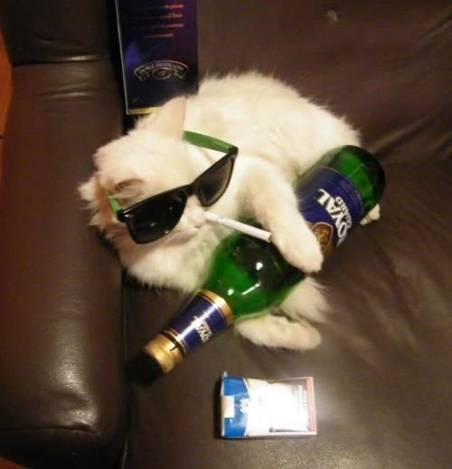 Crunk Critters: One Chill Cat