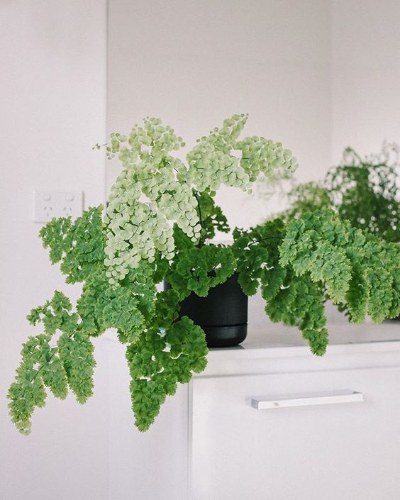 Adiantum Tenerum 'Lady Moxam' - ð·ððððð (@alachie) ⢠Instagram photos and videos