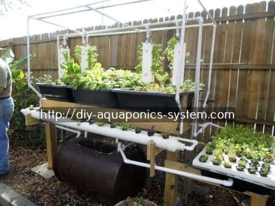 Aquaponics Filter System Aquaponic Vegetable Garden Aquaponics