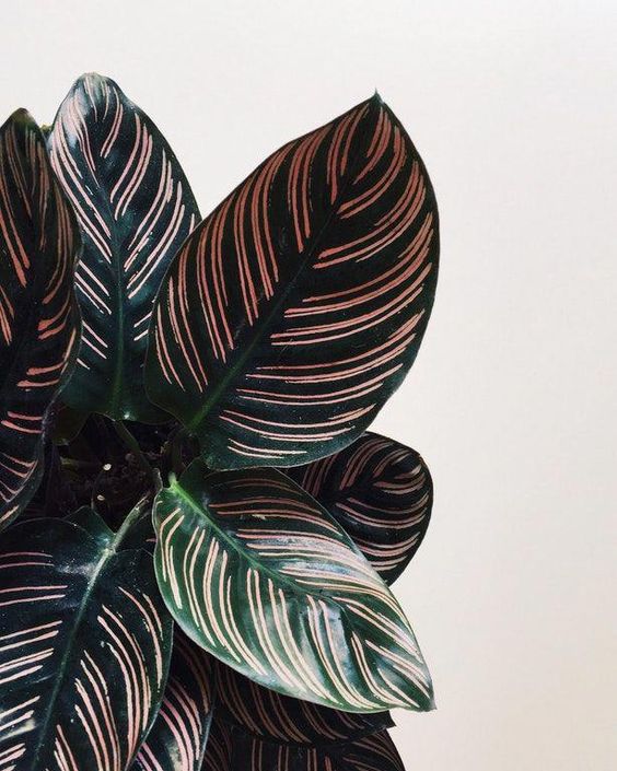 Calathea Ornata #bloominghouseplants