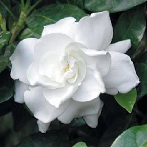 50 Gardenia Cape Jasmine Jasminiodes Fragrant White Shrub Flower