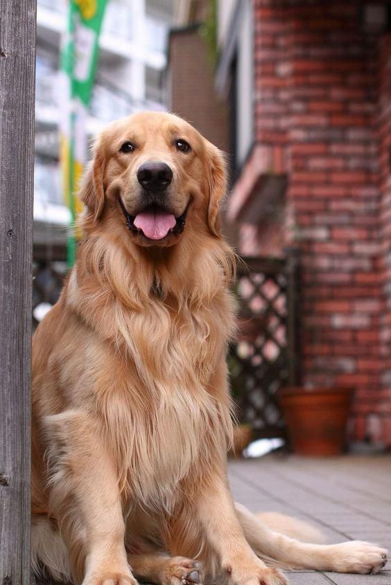 Sitting Pretty Goldenretrievers Dogs Golden Retriever
