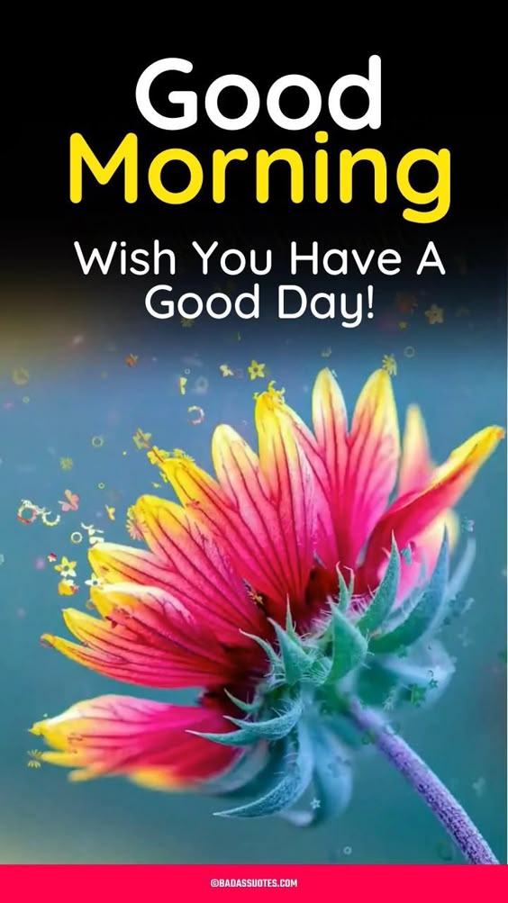 Beautiful Good Morning Wish Video & Images Download Now!