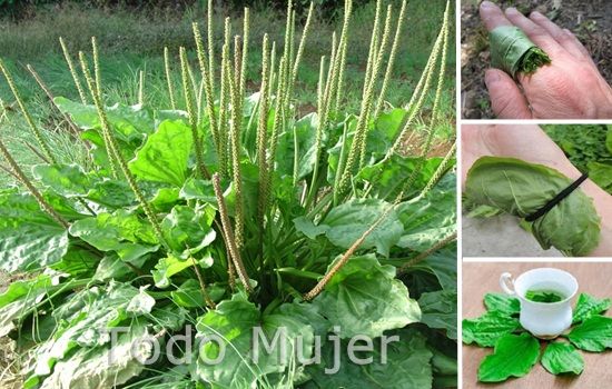 Todo Mujer Hojas De Llanten Ayudan A Desinflamar Ulceras Infeccion Urinaria Hemorroides Y Mas Remedios Para Infeccion Urinaria Hierbas Infeccion Urinaria