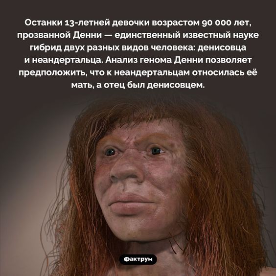 Денни — гибрид двух разных видов человека