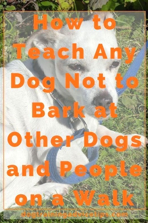 Dog Training Attention Acme Dog Training Yakima Wa Dog Training