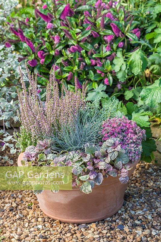 Grande fetthenne Black Beauty-Sedum telephium