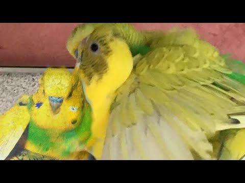 طيور البادجي Youtube Animals Bird Parrot
