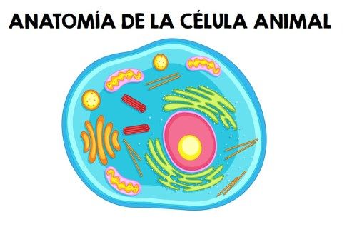 Imágenes De La Célula Animal Vegetal Y Humana Las Mejores Imagenes Online Célula Animal Animales Vegetales Celula Animal Maqueta