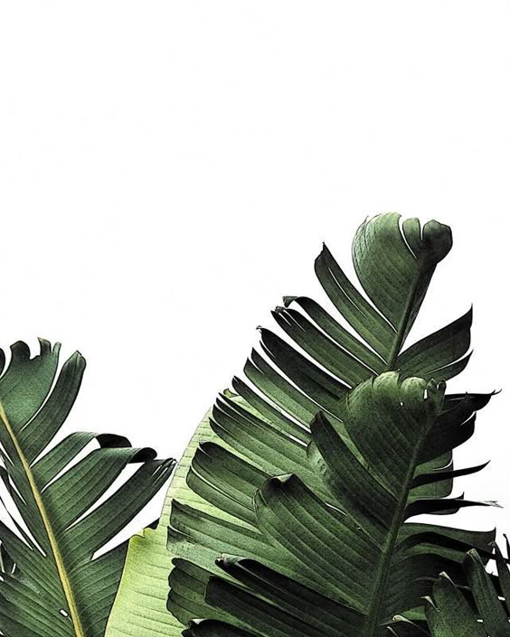 "Prece da natureza: enxergue, escute e sinta." #DaiaEscreveMarisa #MarisaDecora