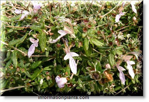 الجعدة او الجعد العطري قسم النبات العطري نبات عطري انواع الاسماك مع الصور معلوماتية نبات حيوان اسماك فوائد Creative Gardening Plants Garden