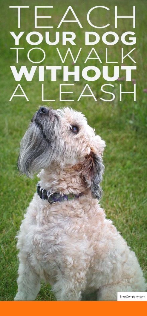 Dog Barking Deterrent Stops Dog Barking The Easy Way Dogs Dog