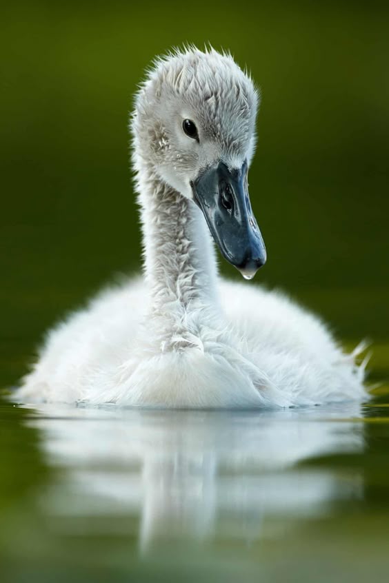 10 years of the British Wildlife Photography awards – in pictures