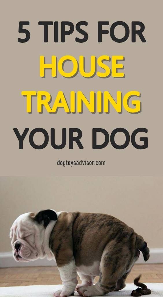 Need Tips On How To Potty Train Your Dog House Training Your