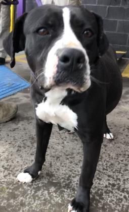9 Mar 19 Rosie Located In El Paso Tx Has 2 Days Left To Live