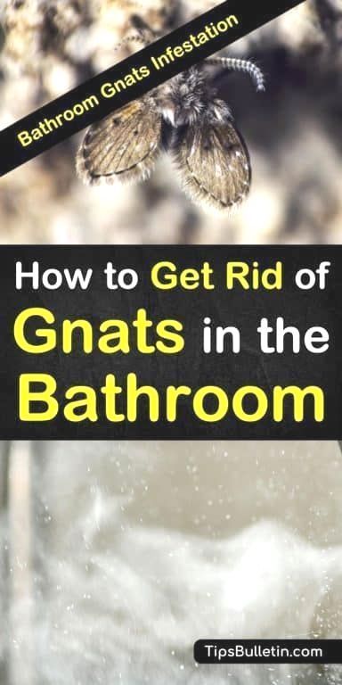 Gnats - What Causes Gnats In The Bathroom Gnats - What Causes Gnats In The Bathroom