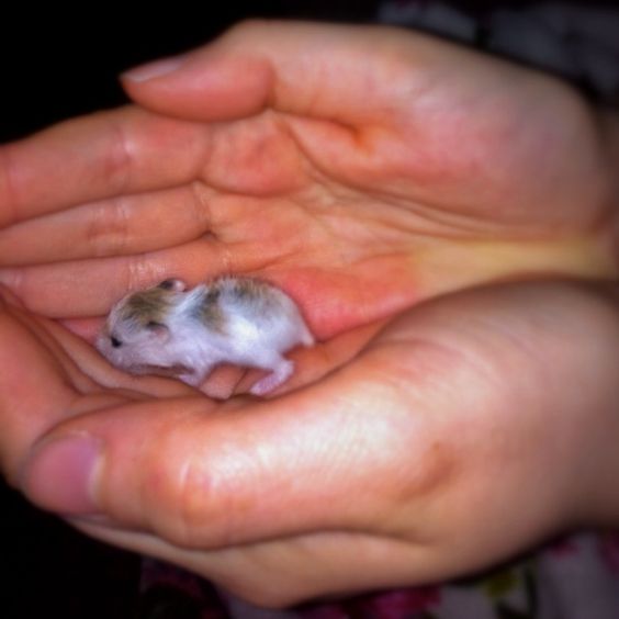 Baby hamster! GAHHH! It's so tiny!!!