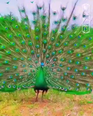 Peacock beauty ๐ฅฐ๐คฉ๐