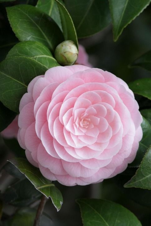 eco slim camellia skippingul pierde grăsimea de burtă