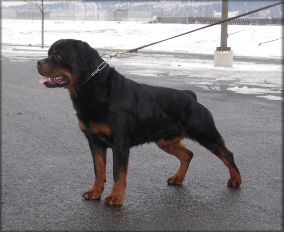 Jeneck\'s Quic | Rottweiler Stud Dogs | Rottweiler Males | Jenecks Rottweilers