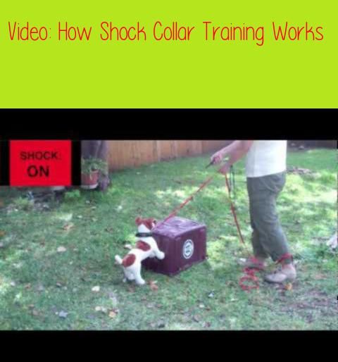 How Shock Collar Training Worksthis Is An Educational Video That