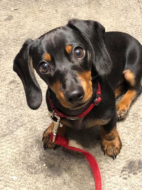 Cute Dachshunds Cute Dogs Cuteness Overload Cute Sausage Dog Cute