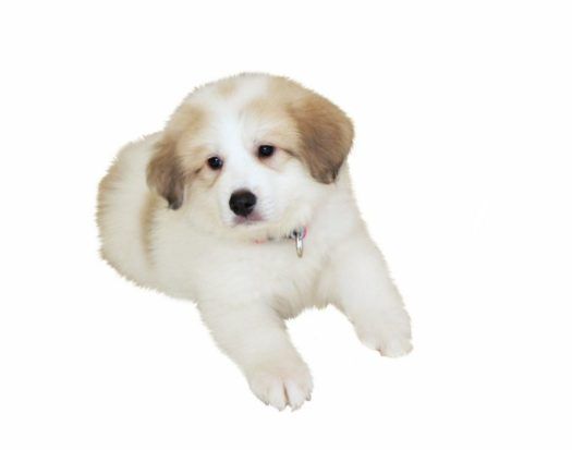 Great Pyrenees Puppies For Sale Greatpyrenees Pyrenees Large