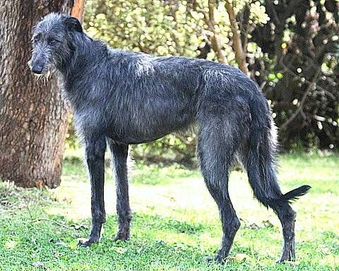 WEIRSKINTS SCOTTISH DEERHOUNDS