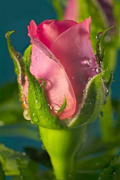 ✿⊱❥ Rose