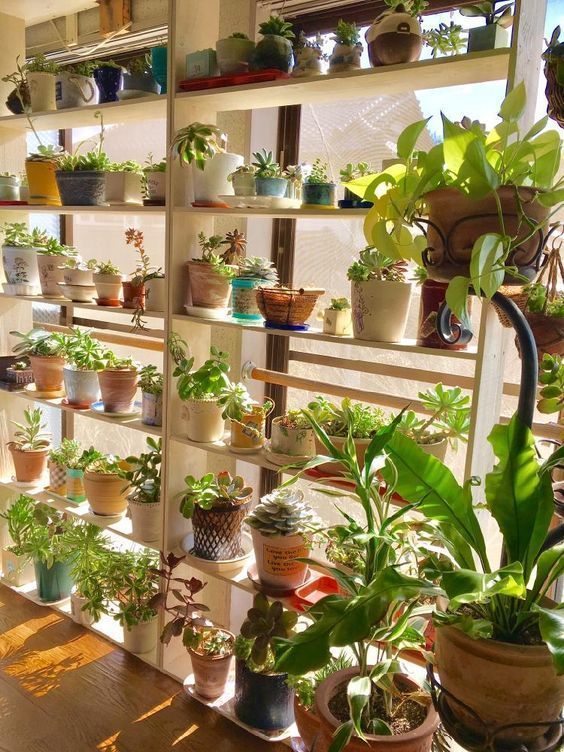 planters shelve near the window #gardenIdeas #garden #gardening #plants #homeDecor #indoor #shelves