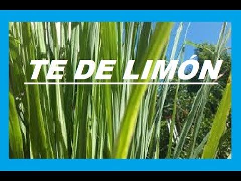 Te De Limón Beneficios Y Contraindicaciones Limoncillo Youtube Beneficios Del Limón Te De Limon Beneficios Del Hierba De Limón