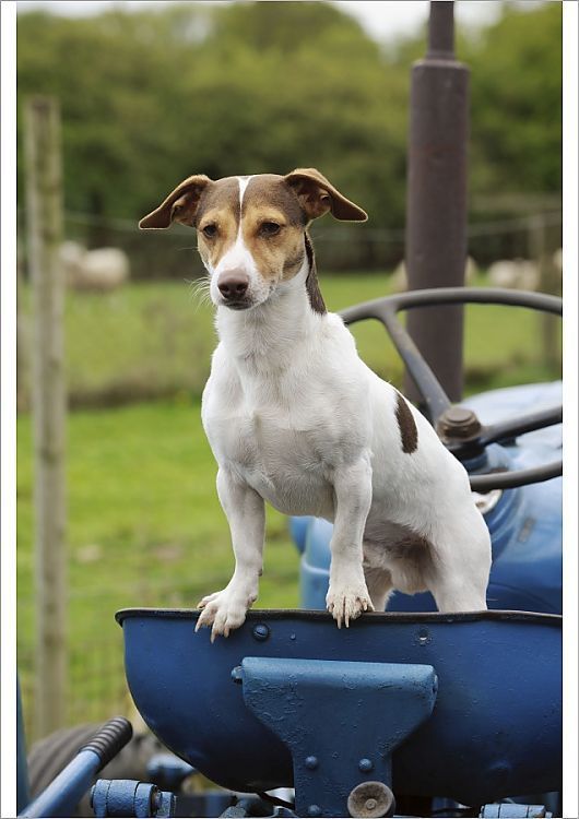 Jack Russell springt ueber ein Hinderniss.jpg 1.000×1.276 Jack Russell springt ueber ein Hinderniss.jpg 1.000×1.276
