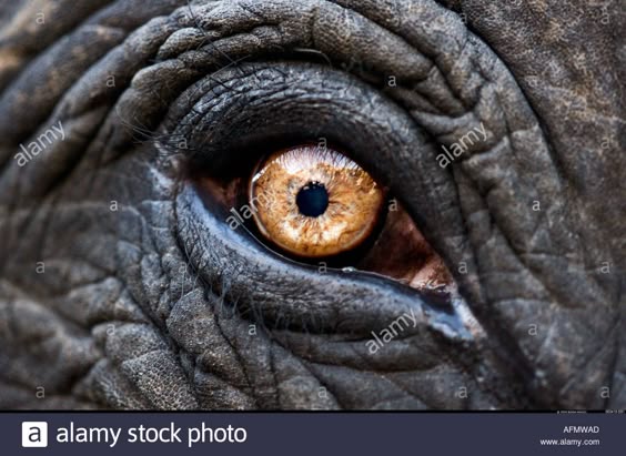 Close up of eye of an Indian elephant Jaipur India Stock Photo