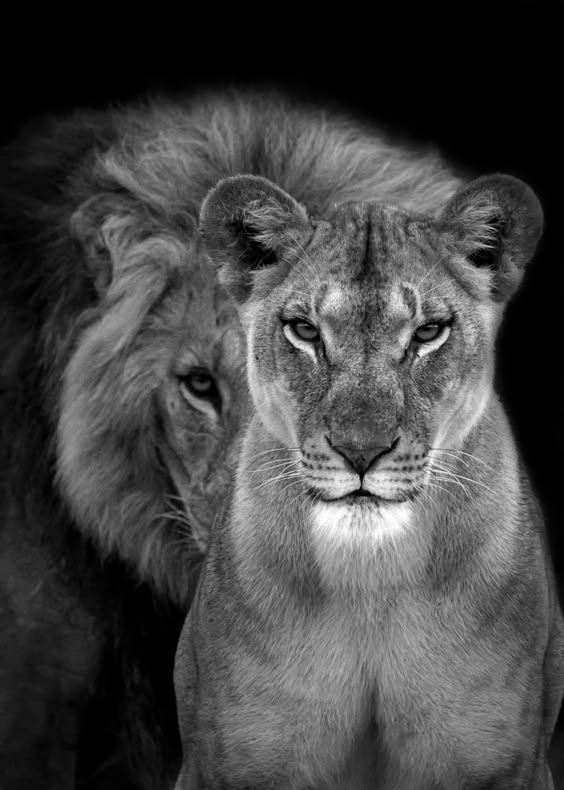 \'Lions Love black and white\' Poster by MK studio | Displate