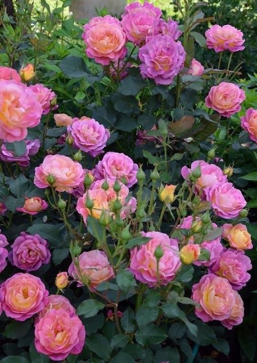 Flower Love: Photo