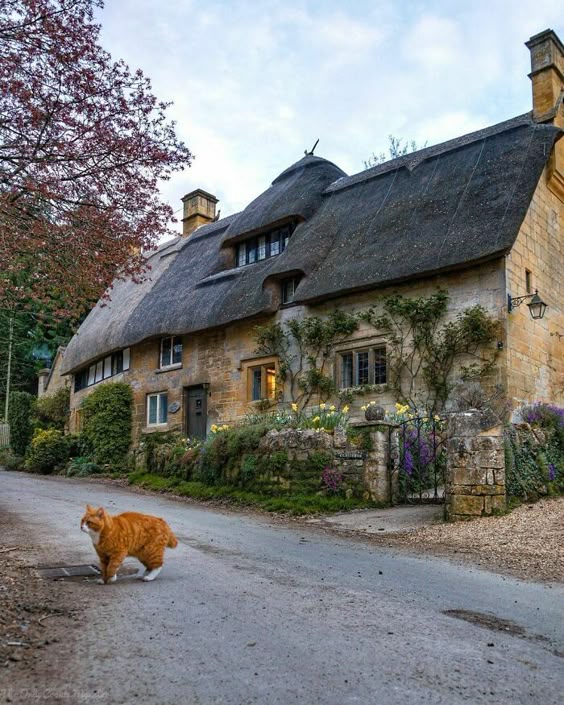 The Chubby Tabby Protected The Village For Generations